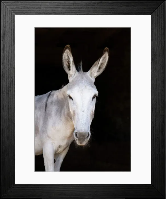 Framed Print : France, Nouvelle-Aquitaine, a white donkey Framed Print : France, Nouvelle-Aquitaine, a white donkey