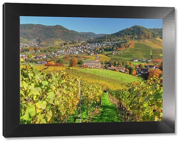 View over vineyards to Kappelrodeck in autumn, Black Forest, Baden-Wurttemberg, Germany