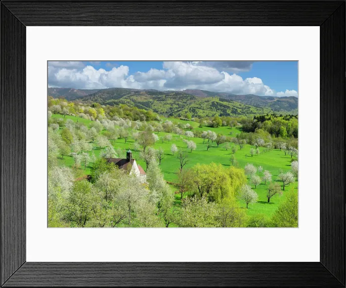 Framed Print : Cherry blossom at Berghausener chapel near Ebringen, Markgrafler Land, Black Forest, Baden-Wurttemberg, Germany Framed Print : Cherry blossom at Berghausener chapel near Ebringen, Markgrafler Land, Black Forest, Baden-Wurttemberg, Germany