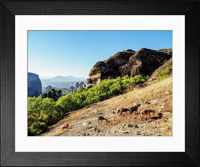Framed Print : Goats at Meteora, Thessaly, Greece Framed Print : Goats at Meteora, Thessaly, Greece