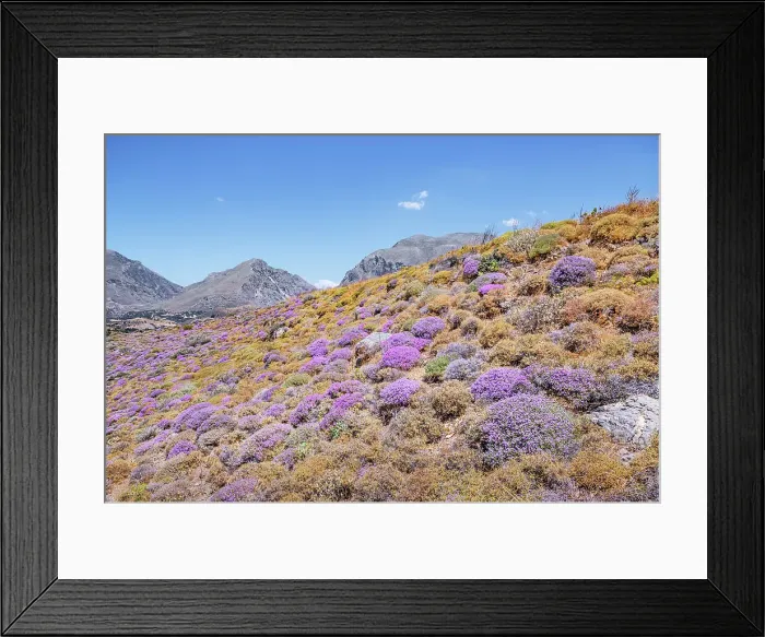 Framed Print : Wild thyme bushes blooming, Kourtaliotiko gorge, Rethymno, Crete, Greek Islands, Greece