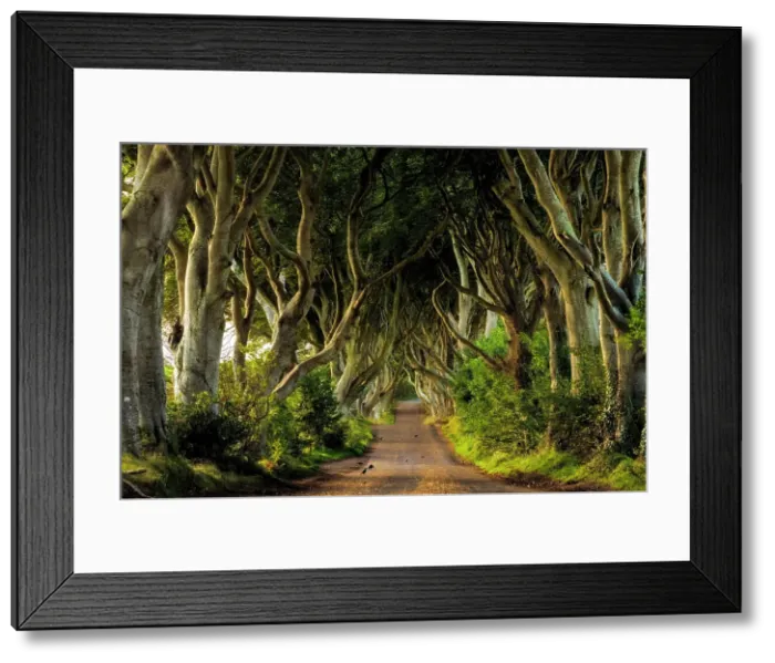 Framed Print : The Dark Hedges. An avenue of 300 year old beech trees situated along Bregagh Road near Stanocum, (one of the Game of Thrones filming locations), Ballymoney, County Antrim. Ireland, Northern Ireland, UK, Europe