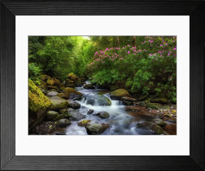 Framed Print : Wild rhododendron shrubs surround Torc brook in Killarney National Park, Killarney, Ring of Kerry, Co. Kerry, Ireland, Europe Framed Print : Wild rhododendron shrubs surround Torc brook in Killarney National Park, Killarney, Ring of Kerry, Co. Kerry, Ireland, Europe