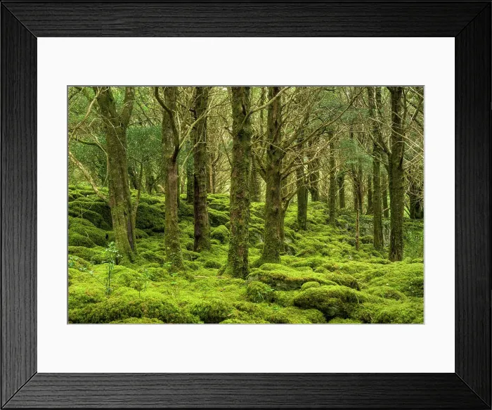 Framed Print : Moss Covered Forest, Reenadinna, an ancient yew woodland in Irelands Killarney National Park, Killarney, Ring of Kerry, Co. Kerry, Ireland, Europe Framed Print : Moss Covered Forest, Reenadinna, an ancient yew woodland in Irelands Killarney National Park, Killarney, Ring of Kerry, Co. Kerry, Ireland, Europe