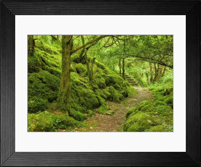 Framed Print : Hiking trail trought moss-covered Forest, Reenadinna, an ancient yew woodland in Irelands Killarney National Park, Killarney, Ring of Kerry, Co. Kerry, Ireland, Europe Framed Print : Hiking trail trought moss-covered Forest, Reenadinna, an ancient yew woodland in Irelands Killarney National Park, Killarney, Ring of Kerry, Co. Kerry, Ireland, Europe