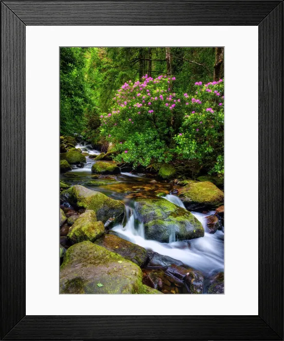 Framed Print : Wild rhododendrons shrubs surround Torc brook in Killarney National Park, Killarney, Ring of Kerry, Co. Kerry, Ireland, Europe Framed Print : Wild rhododendrons shrubs surround Torc brook in Killarney National Park, Killarney, Ring of Kerry, Co. Kerry, Ireland, Europe