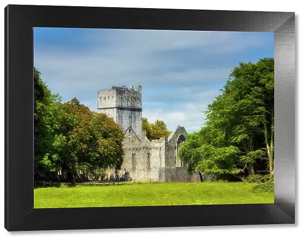 Muckross Abbey ruins, Killarney National Park, Killarney, Ring of Kerry, Co. Kerry, Ireland, Europe
