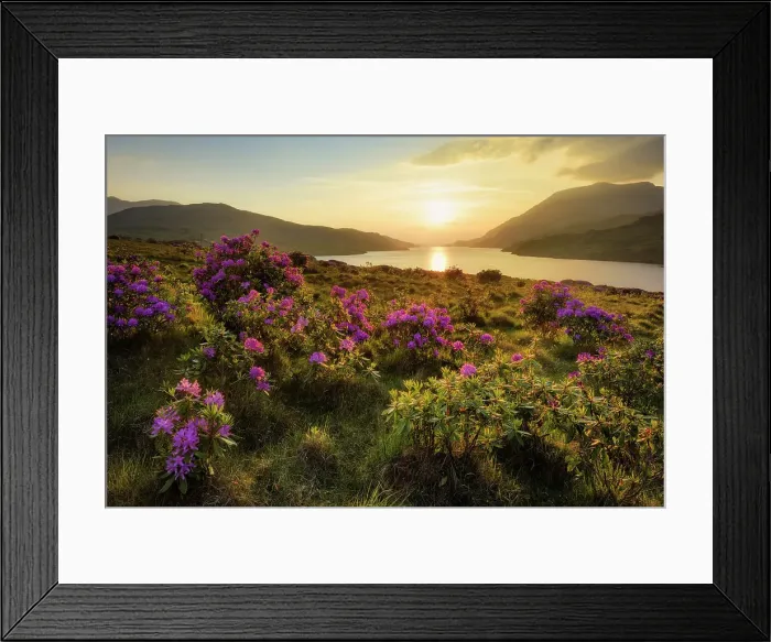 Framed Print : Killary Fiord with flowering wild rhododendron shrubs, Killary Harbour, Connemara Loop, Connemara, County Galway, Connacht province, Ireland, Europe