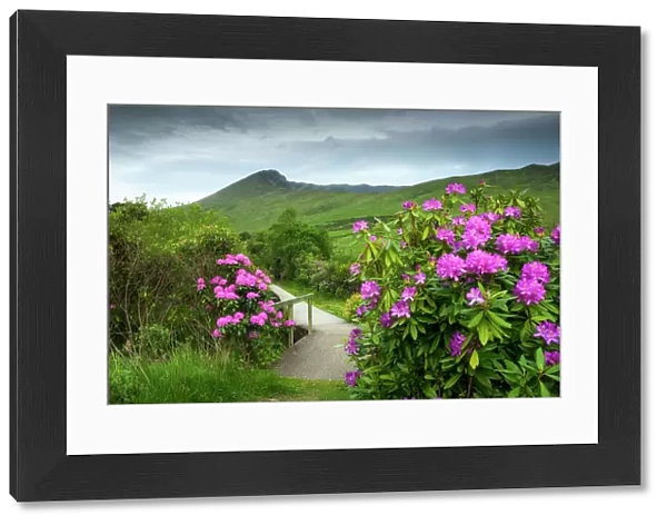 Trail with flowering Rhododendron shrubs along the Erriff River, Connemara, Connemara Loop, Co Galway, Ireland, Europe