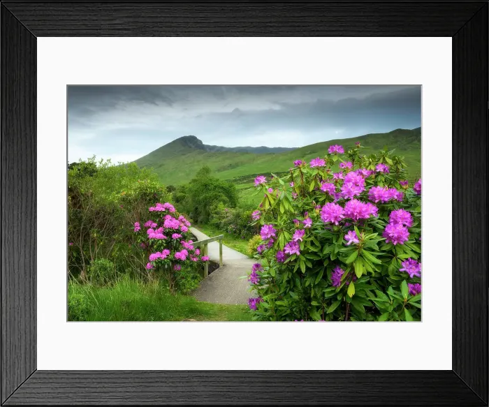 Framed Print : Trail with flowering Rhododendron shrubs along the Erriff River, Connemara, Connemara Loop, Co Galway, Ireland, Europe Framed Print : Trail with flowering Rhododendron shrubs along the Erriff River, Connemara, Connemara Loop, Co Galway, Ireland, Europe