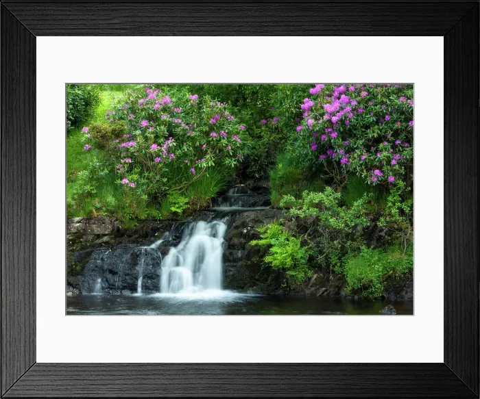 Framed Print : Small waterfall at Erriff River with wild rhododendron shrubs, Connemara Loop, Connemara, Co Galway, Republic of Ireland, Europe Framed Print : Small waterfall at Erriff River with wild rhododendron shrubs, Connemara Loop, Connemara, Co Galway, Republic of Ireland, Europe