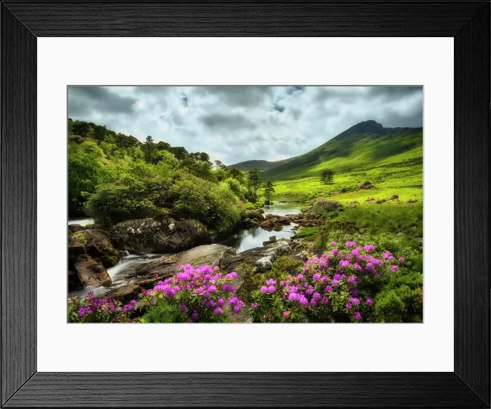 Framed Print : Erriff River lined with wild rhododendron shrubs, Connemara Loop, Connemara, Co Galway, Republic of Ireland, Europe