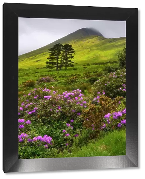 Highlands of Connemara with wild rhododendron shrubs, Connemara Loop, Connemara, Co Galway, Republic of Ireland, Europe