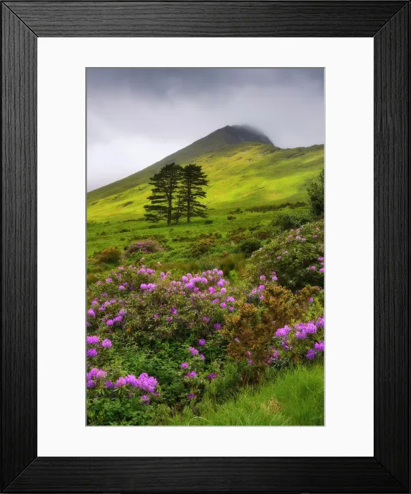 Framed Print : Highlands of Connemara with wild rhododendron shrubs, Connemara Loop, Connemara, Co Galway, Republic of Ireland, Europe