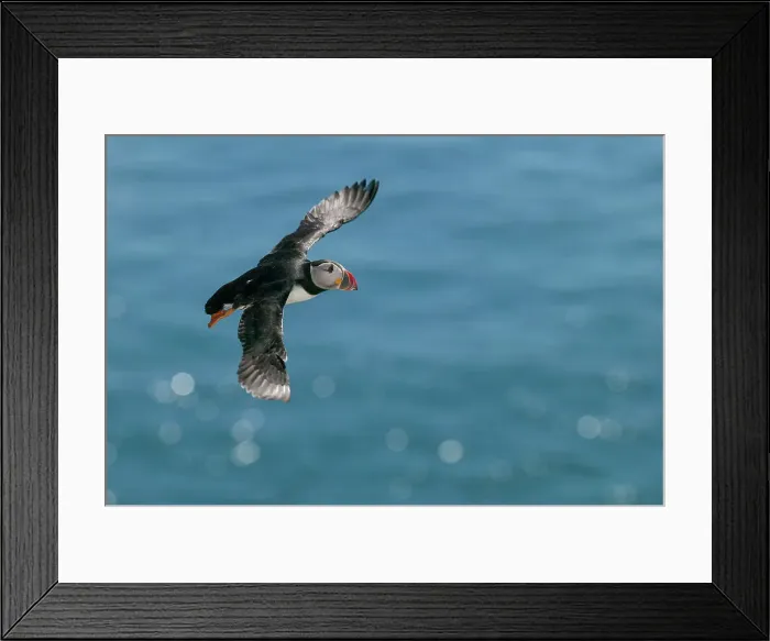 Framed Print : Atlantic Puffin (Fratercula arctica) in flight, Skellig Islands, Co. Kerry, Republic of Ireland Framed Print : Atlantic Puffin (Fratercula arctica) in flight, Skellig Islands, Co. Kerry, Republic of Ireland