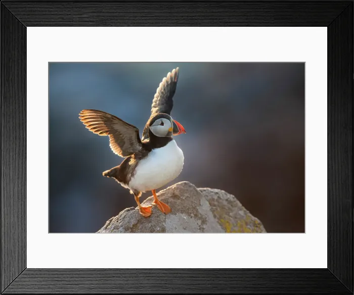 Framed Print : Atlantic Puffin (Fratercula arctica), stretching wings backlit in evening sunlight, Great Saltee Island, Co. Wexford, Republic of Ireland Framed Print : Atlantic Puffin (Fratercula arctica), stretching wings backlit in evening sunlight, Great Saltee Island, Co. Wexford, Republic of Ireland