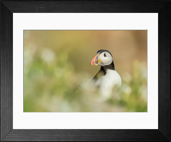 Framed Print : Puffin (Fratercula arctica), Great saltee Island, Co. Wexford, Republic of Ireland Framed Print : Puffin (Fratercula arctica), Great saltee Island, Co. Wexford, Republic of Ireland
