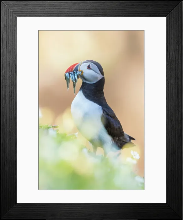 Framed Print : Puffin (Fratercula arctica) with sandeels, Great saltee Island, Co. Wexford, Republic of Ireland Framed Print : Puffin (Fratercula arctica) with sandeels, Great saltee Island, Co. Wexford, Republic of Ireland