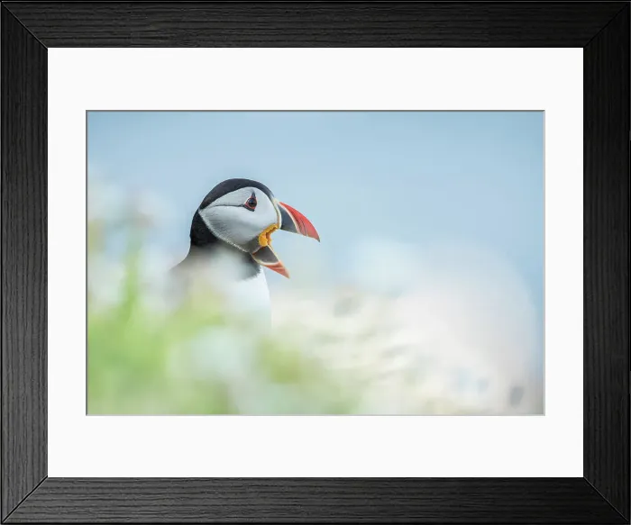 Framed Print : Puffin (Fratercula arctica), portrait amongst sea campion, Great Saltee Island, Co. Wexford, Republic of Ireland