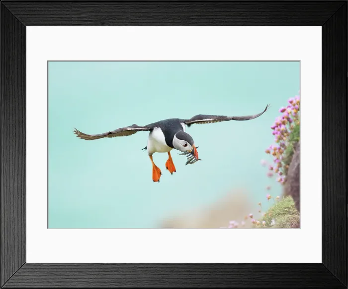 Framed Print : Puffin (Fratercula arctica) in flight with sandeels, Great Saltee Island, Co. Wexford, Republic of Ireland Framed Print : Puffin (Fratercula arctica) in flight with sandeels, Great Saltee Island, Co. Wexford, Republic of Ireland