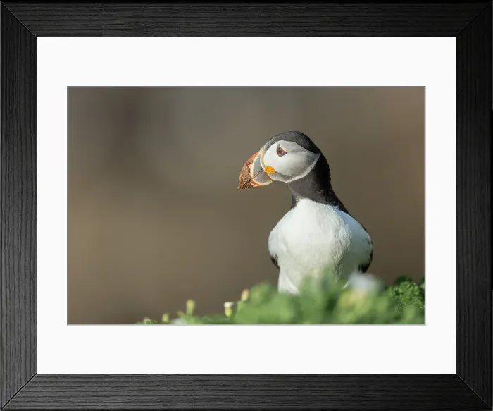 Framed Print : Puffin (Fratercula arctica) with mud on beak after digging burrow, Great saltee Island, Co. Wexford, Republic of Ireland Framed Print : Puffin (Fratercula arctica) with mud on beak after digging burrow, Great saltee Island, Co. Wexford, Republic of Ireland