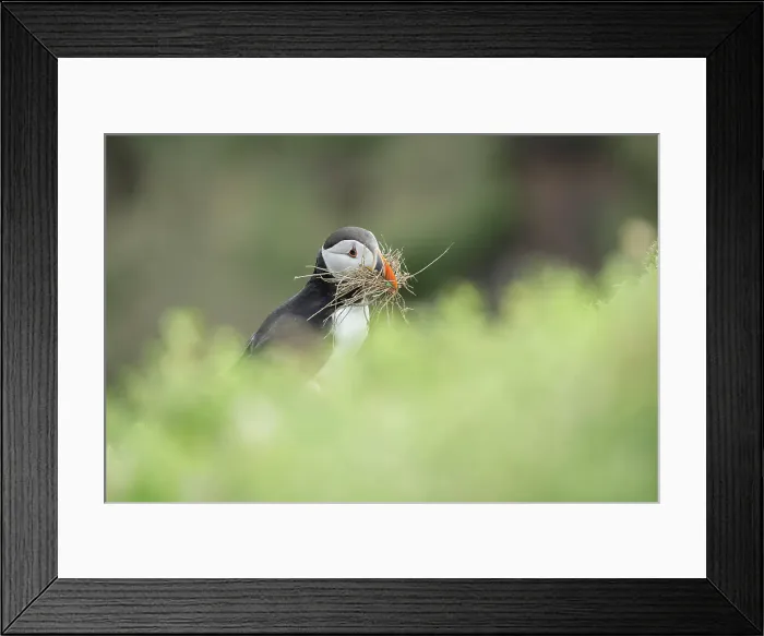 Framed Print : Puffin (Fratercula arctica) with nesting material, Great saltee Island, Co. Wexford, Republic of Ireland Framed Print : Puffin (Fratercula arctica) with nesting material, Great saltee Island, Co. Wexford, Republic of Ireland