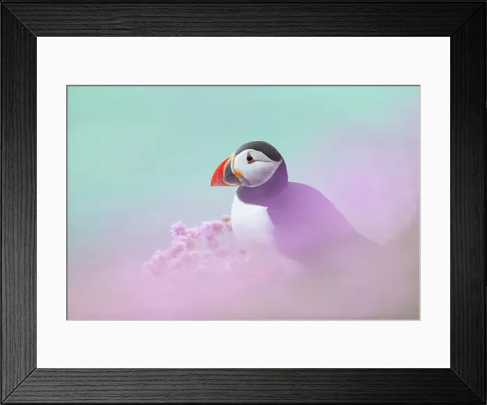 Framed Print : Puffin (Fratercula arctica) amongst Thrift / Sea Pink (Armeria maritima), Great Saltee Island, Co. Wexford, Republic of Ireland Framed Print : Puffin (Fratercula arctica) amongst Thrift / Sea Pink (Armeria maritima), Great Saltee Island, Co. Wexford, Republic of Ireland