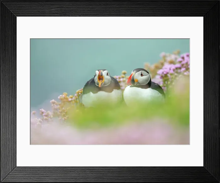 Framed Print : Puffins (Fratercula arctica) in Thrift / Sea Pink (Armeria maritima), Great Saltee Island, Co. Wexford, Republic of Ireland Framed Print : Puffins (Fratercula arctica) in Thrift / Sea Pink (Armeria maritima), Great Saltee Island, Co. Wexford, Republic of Ireland