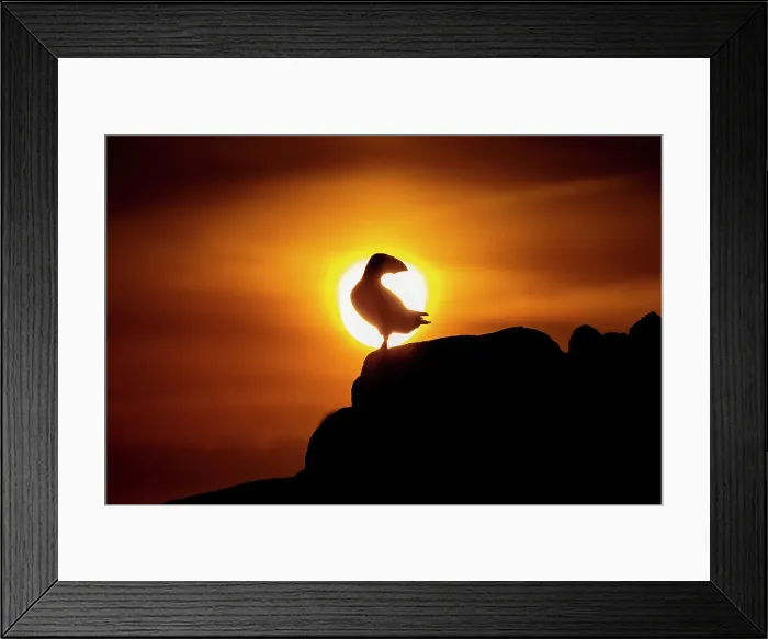 Framed Print : Atlantic Puffin (Fratercula arctica) in silhouette against setting sun, Great Saltee Island, Co. Wexford, Republic of Ireland