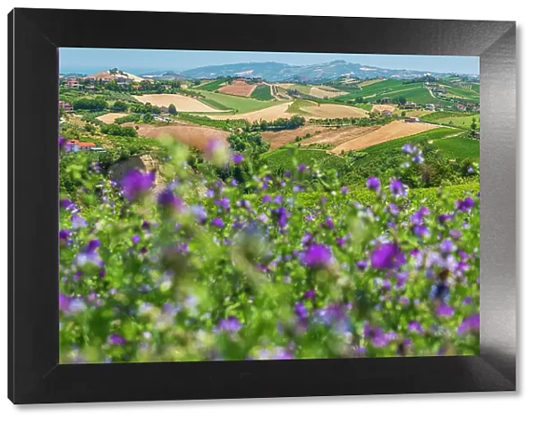 europe, Italy, The Marches. The landscape with vineyards, flowers and mountain views near to Offida