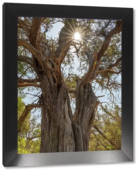 Europe, Italy, Sardinia. A Juniper Tree on the footpath to Cala Luna