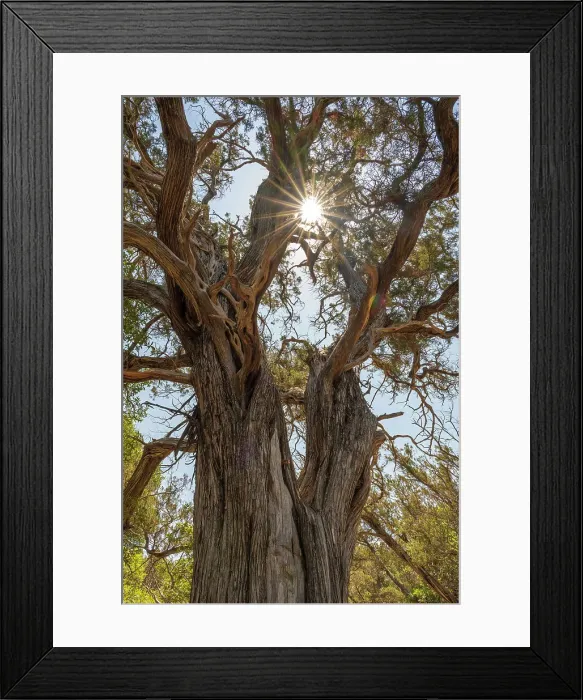Framed Print : Europe, Italy, Sardinia. A Juniper Tree on the footpath to Cala Luna Framed Print : Europe, Italy, Sardinia. A Juniper Tree on the footpath to Cala Luna