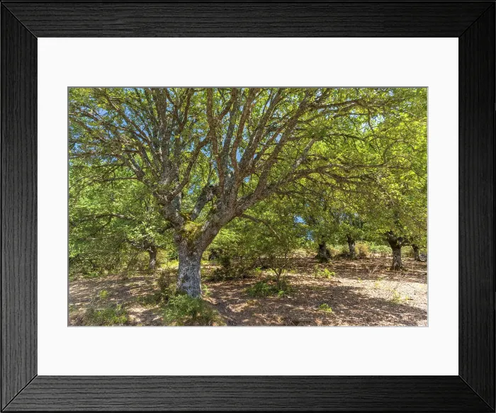 Framed Print : Europe, Italy, Sardinia. A forest of oak trees near to Orgosolo Framed Print : Europe, Italy, Sardinia. A forest of oak trees near to Orgosolo