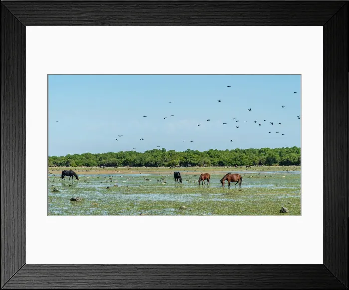 Framed Print : Europe, Italy, Sardinia. The Giara di Gesturi and its wild horses