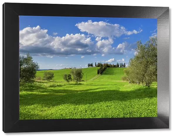 Italy, Tuscany, Crete landscape, estate near San Quirico d Orcia, olive trees