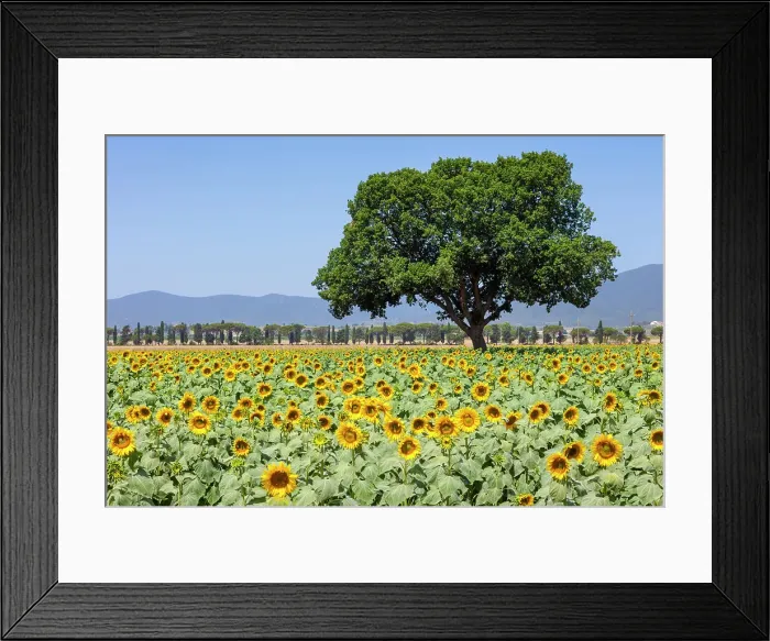 Framed Print : Italy, Tuscany, sunflowers near Castiglione della Pescaia