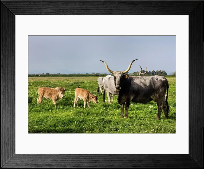 Framed Print : Italy, Tuscany, Maremmen landscape, Maremmen cows, near Grosseto town Framed Print : Italy, Tuscany, Maremmen landscape, Maremmen cows, near Grosseto town
