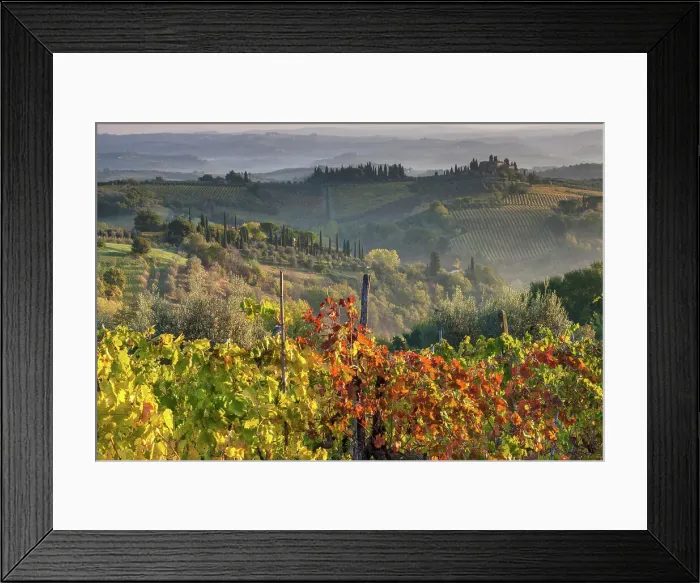 Framed Print : Italy, Tuscany, vineyard, near San Gimignano Framed Print : Italy, Tuscany, vineyard, near San Gimignano