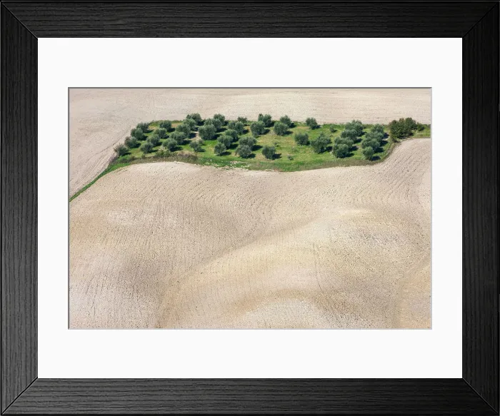 Framed Print : Italy, Tuscany, Crete landscape, near Vescona village, olive trees Framed Print : Italy, Tuscany, Crete landscape, near Vescona village, olive trees