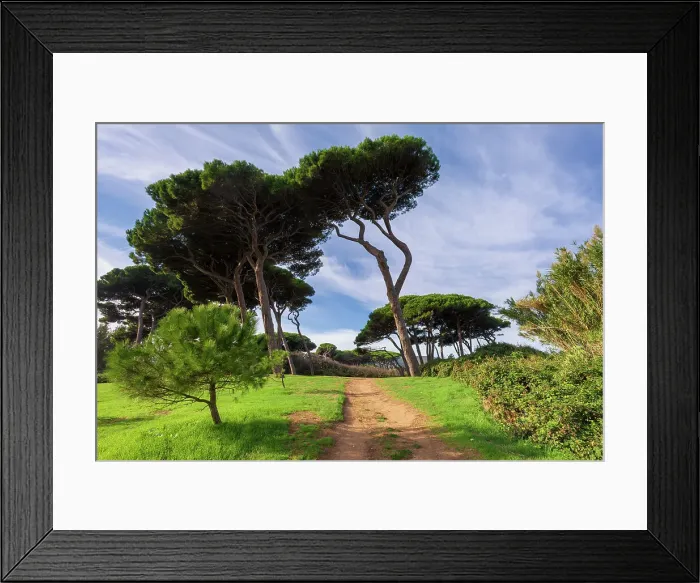 Framed Print : Italy, Tuscany, pine trees, golf of Baratti, near Populonia Framed Print : Italy, Tuscany, pine trees, golf of Baratti, near Populonia