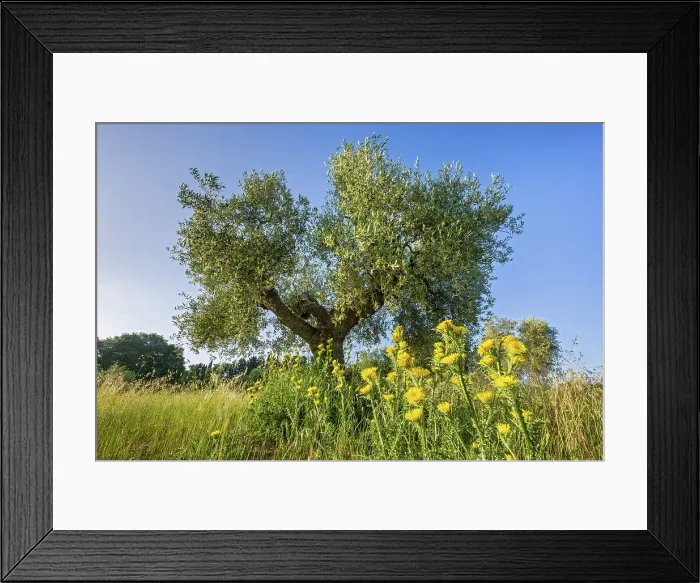 Framed Print : Italy, Tuscany, olive tree, near Talamone Framed Print : Italy, Tuscany, olive tree, near Talamone