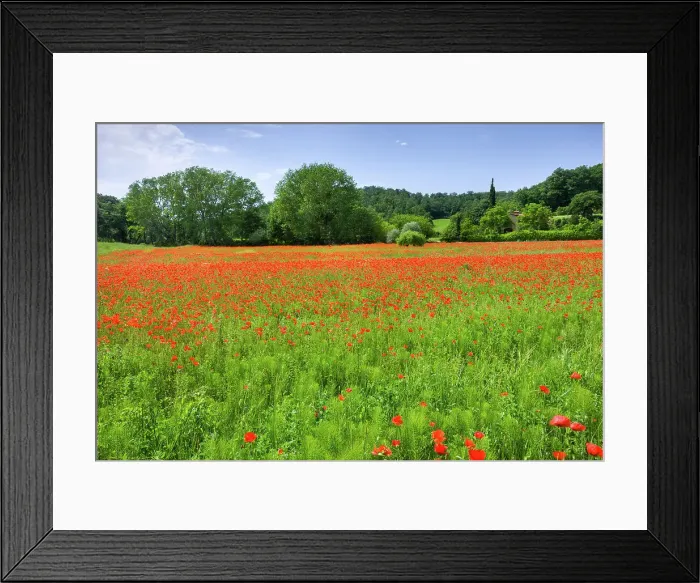 Framed Print : Italy, Tuscany, poppy field near Chiusi village Framed Print : Italy, Tuscany, poppy field near Chiusi village