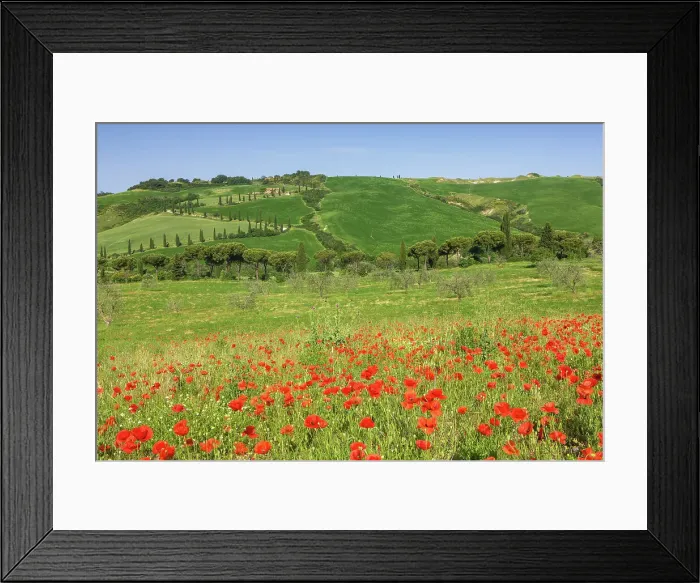Framed Print : Italy, Tuscany, Crete landscape, poppy field, near Chianciano Terme Framed Print : Italy, Tuscany, Crete landscape, poppy field, near Chianciano Terme