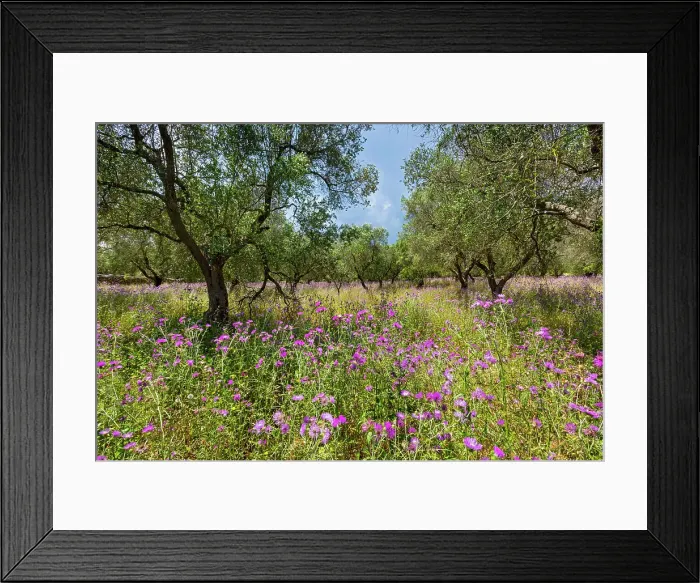 Framed Print : Italy, Apuglia, Olive trees near Uggiano la Chiesa village