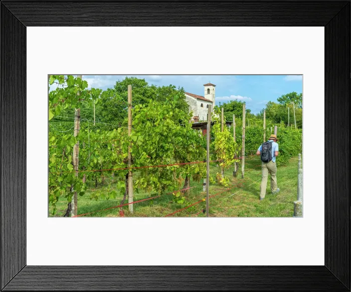 Framed Print : Europe, Italy, Veneto. Hiking in the Prosecco hills near to Valdobbiadene Framed Print : Europe, Italy, Veneto. Hiking in the Prosecco hills near to Valdobbiadene