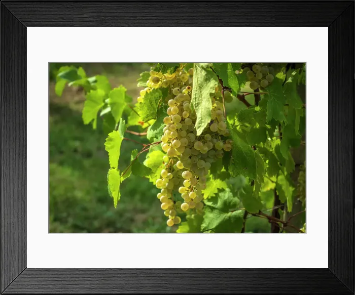 Framed Print : Europe, Italy, Veneto. A ripe clera grape for the Prosecco Framed Print : Europe, Italy, Veneto. A ripe clera grape for the Prosecco