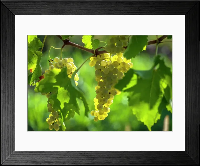 Framed Print : europe, Italy, Friuli Venezia Giulia. a ripe grape in the Collio area Framed Print : europe, Italy, Friuli Venezia Giulia. a ripe grape in the Collio area