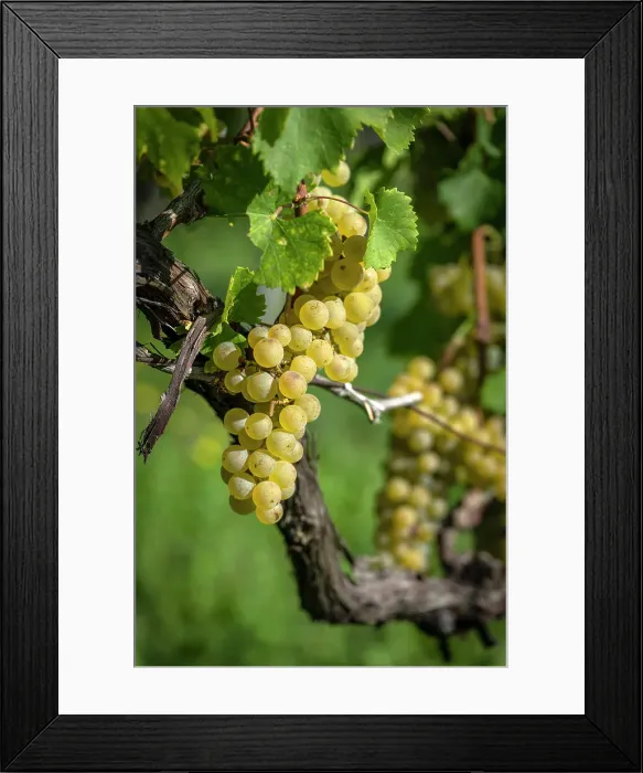 Framed Print : europe, Italy, Friuli Venezia Giulia. a ripe grape in the Collio area Framed Print : europe, Italy, Friuli Venezia Giulia. a ripe grape in the Collio area