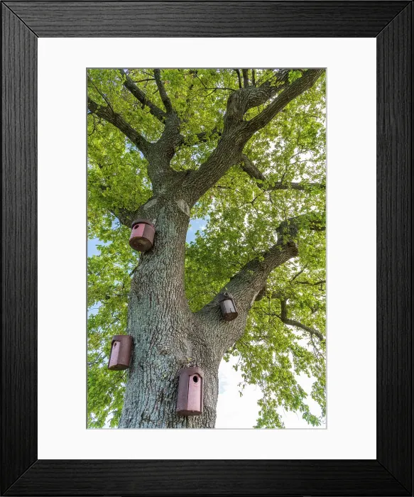 Framed Print : europe, Italy, Friuli Venezia Giulia. An old oak tree with bird houses Framed Print : europe, Italy, Friuli Venezia Giulia. An old oak tree with bird houses