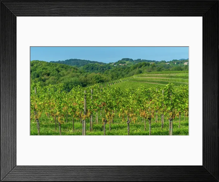 Framed Print : europe, Italy, Friuli Venezia Giulia. a typical landscape of the Collio area, famous for its wines and vineyards Framed Print : europe, Italy, Friuli Venezia Giulia. a typical landscape of the Collio area, famous for its wines and vineyards